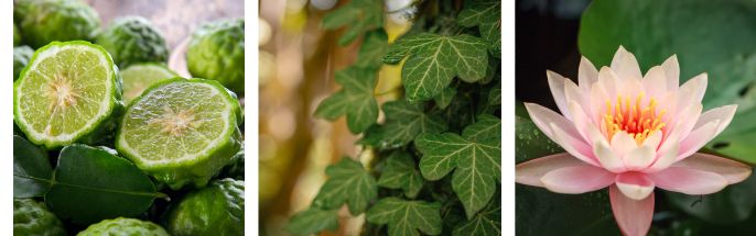 fraicheur intense déodorant Acorelle notes olfactives